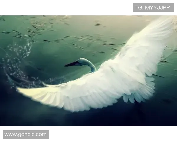 白天鹅战队摔跤比赛-白天鹅战队，飞翔与摔跤的竞技